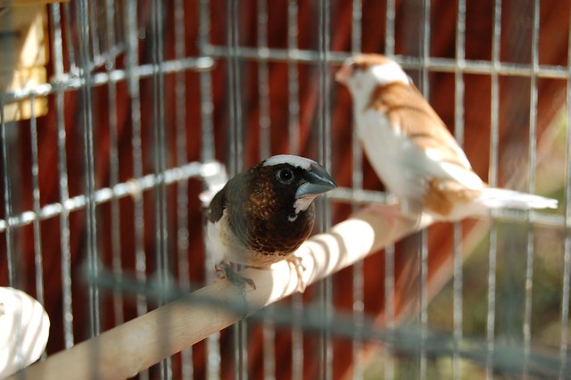 Society Finch Nest