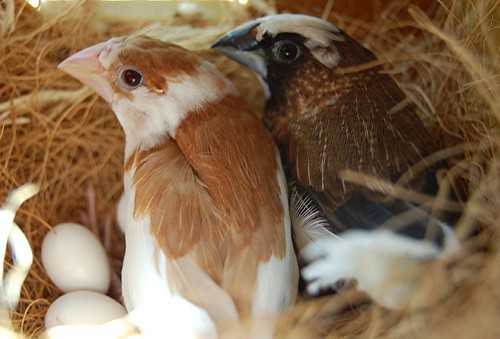 Society Finch Nest