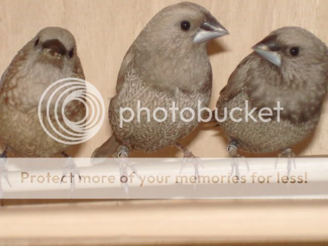 Society Finches Breeding