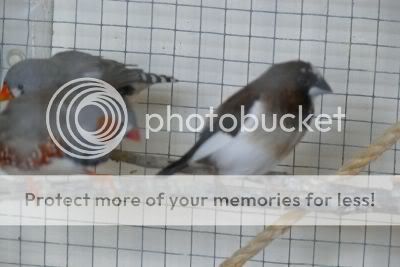 Society Finches Breeding