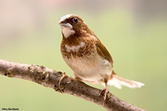 Society Finches Breeding