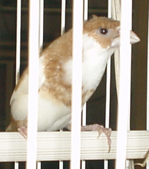 Society Finches Breeding