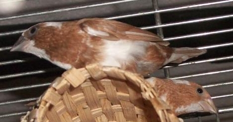 Society Finches Breeding