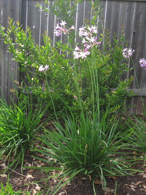 Society Garlic Plants