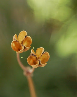 Society Garlic Seeds