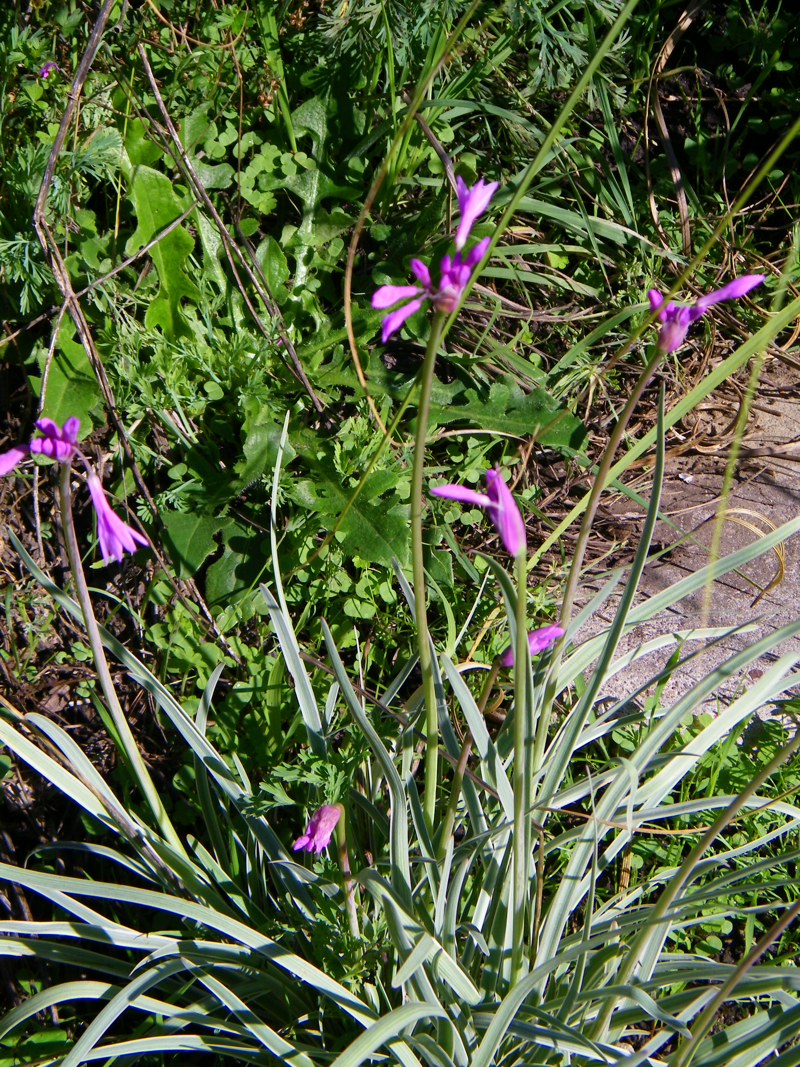 Society Garlic Variegated