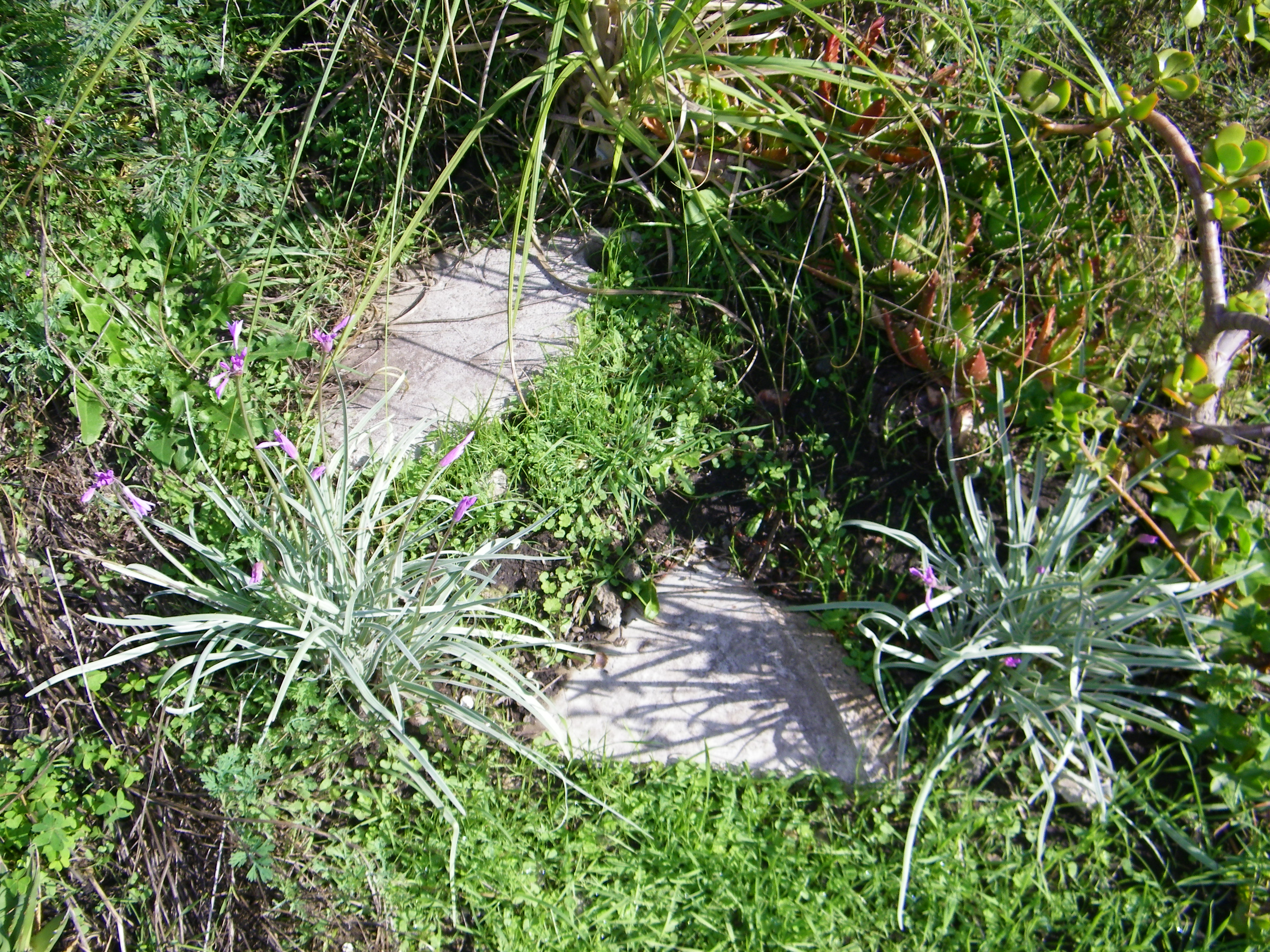 Society Garlic Variegated