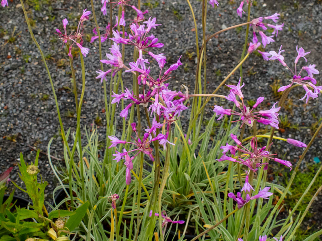 Society Garlic Variegated