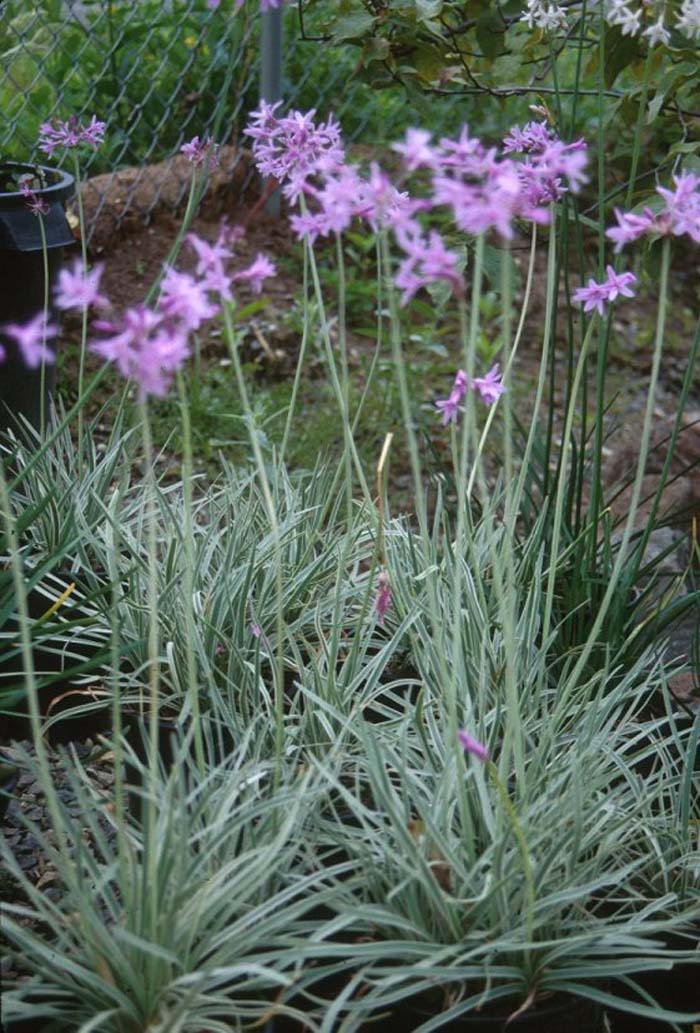 Society Garlic Variegated