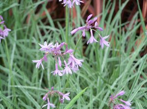 Society Garlic Variegated