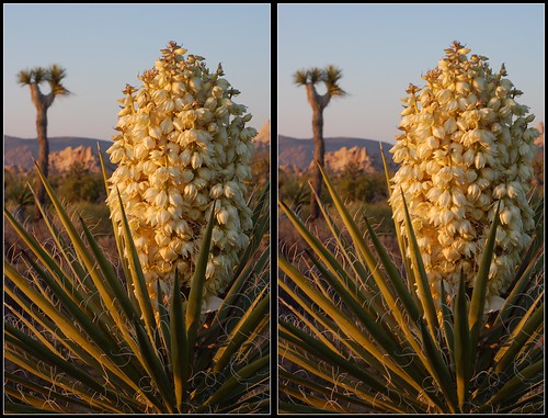 Stereograms Cross Eyed