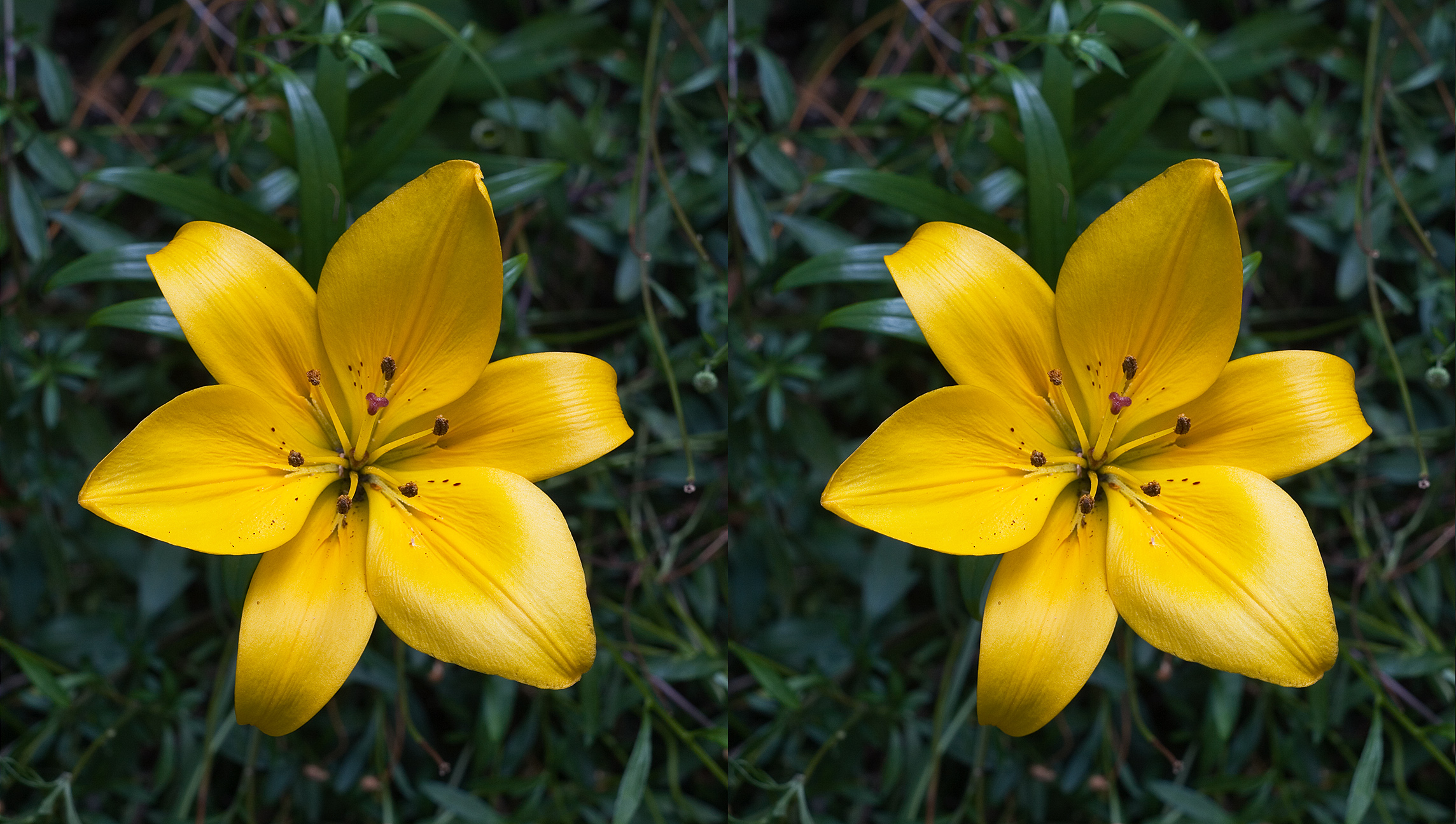 Stereograms Cross Eyed