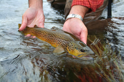 Streamers Fly Fishing