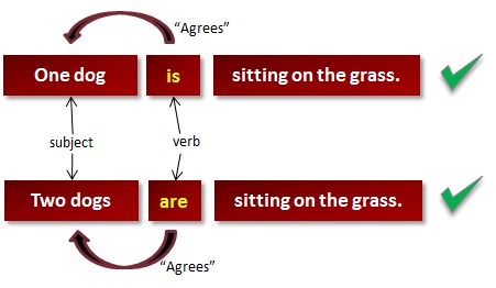 Subject Verb Agreement Examples