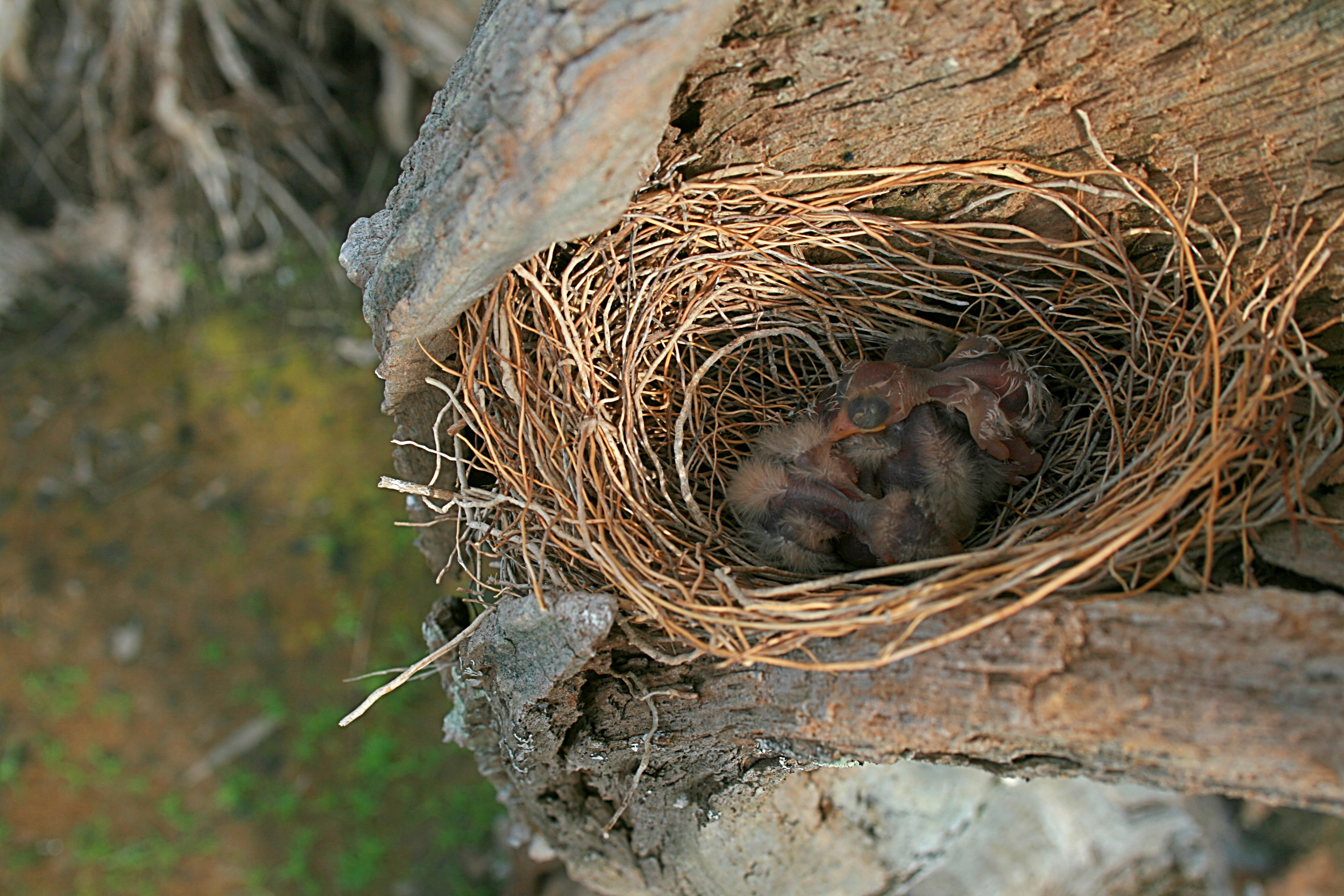 The Nest Of Seven Biblical