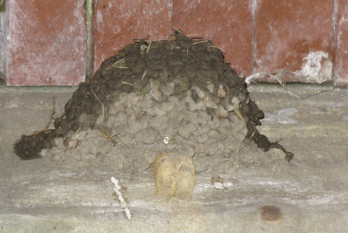 The Nest Of Seven Persons