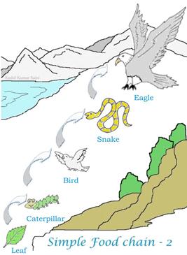 Tiger Food Chain Diagram