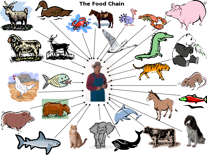 Tiger Food Chain Diagram