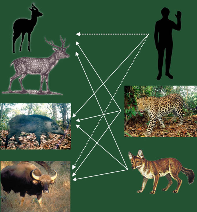 Tiger Food Chain Diagram