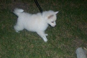 Toy American Eskimo Dog For Sale