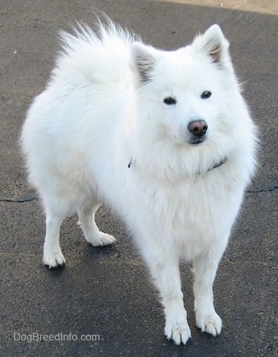 Toy American Eskimo Dog For Sale