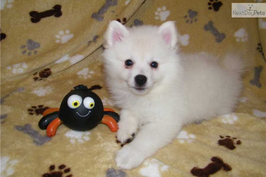 Toy American Eskimo Dog For Sale