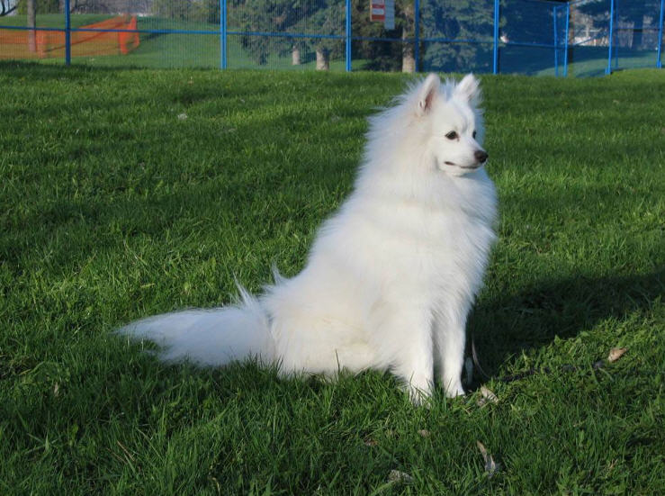 Toy American Eskimo Dog Size