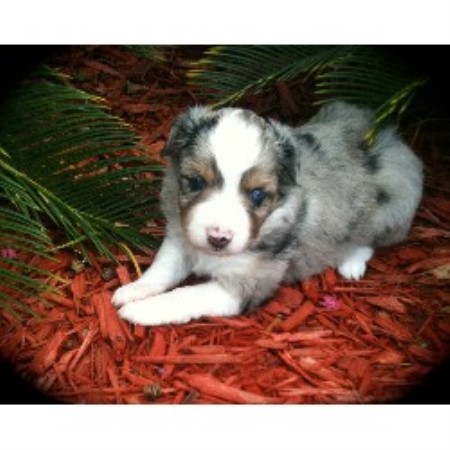 Toy Australian Shepherd Blue Merle Puppies