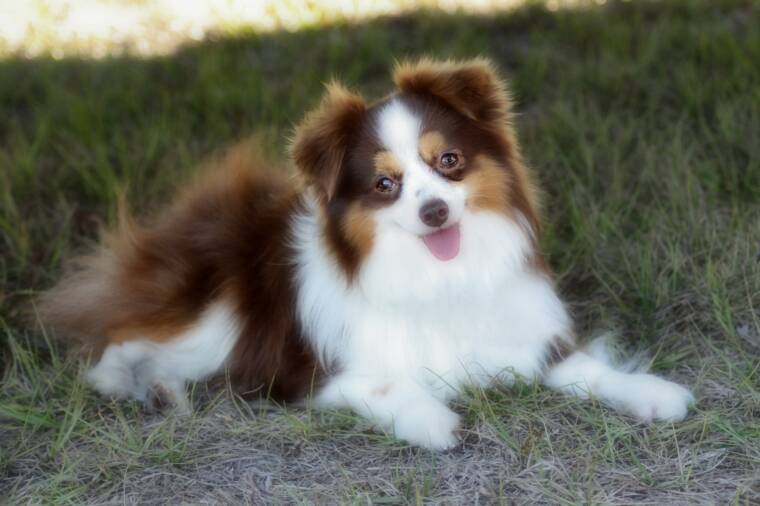 Toy Australian Shepherd Blue Merle Puppies