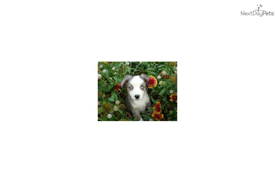 Toy Australian Shepherd Blue Merle Puppies