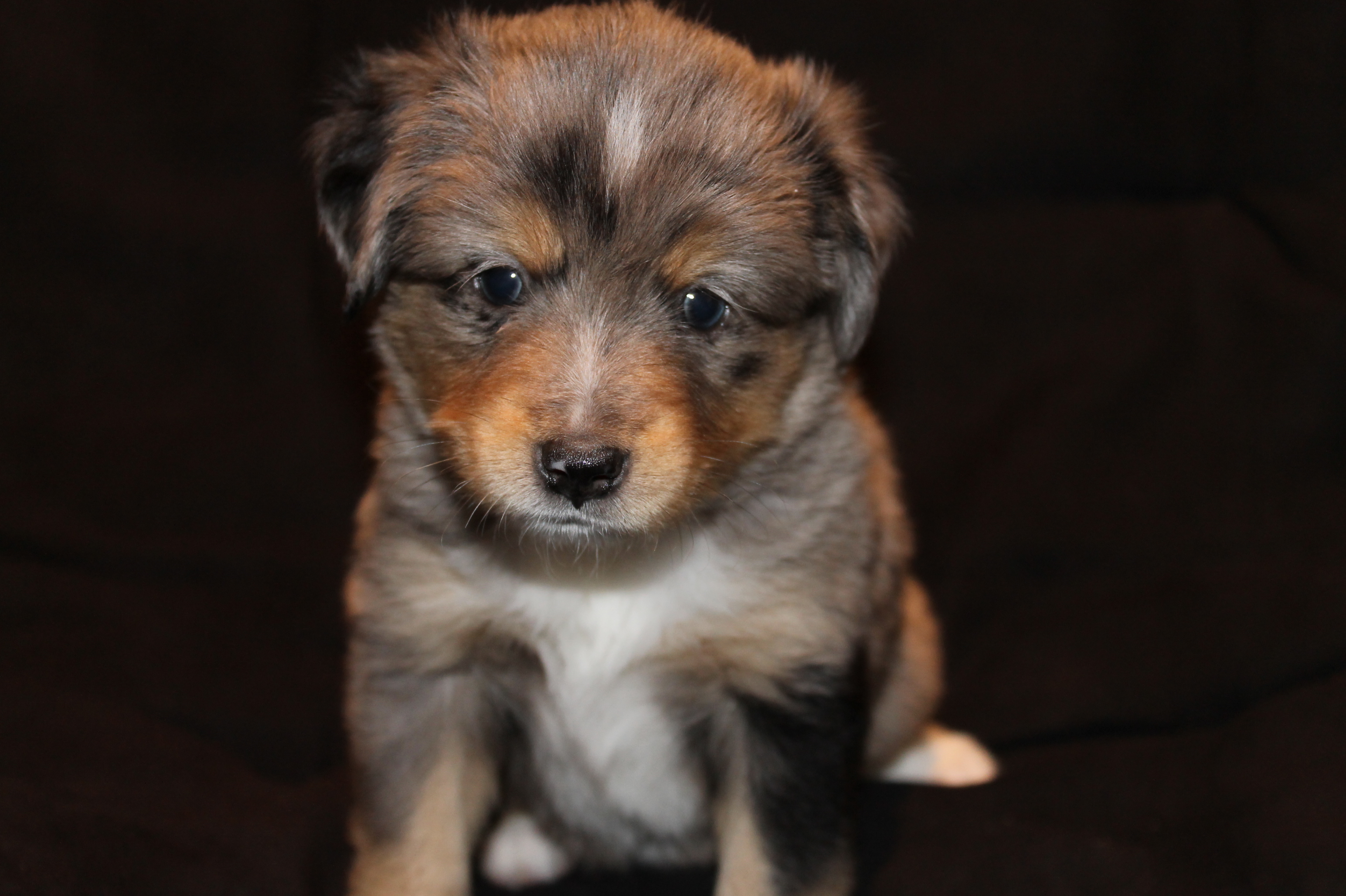 Toy Australian Shepherd Blue Merle Puppies