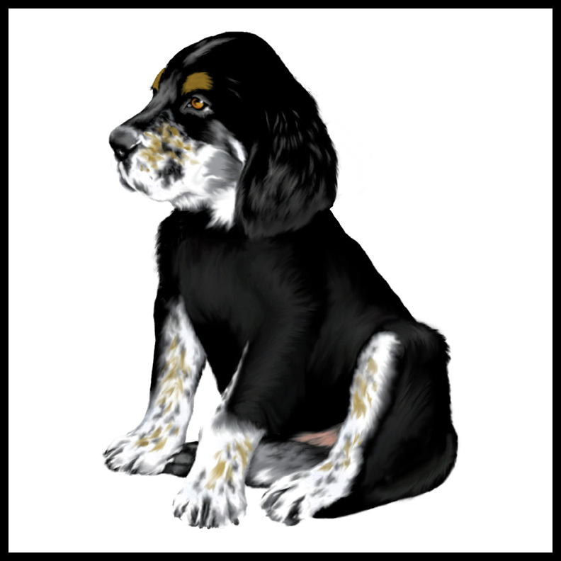 Tri Color English Setter Puppies