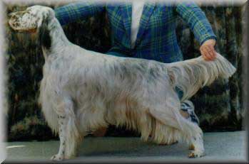 Tri Color English Setter Puppies