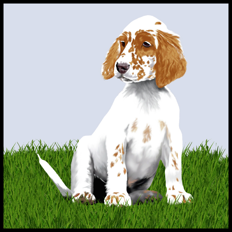 Tri Color English Setter Puppies