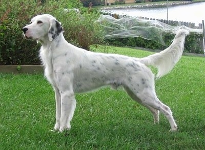 Tri Color English Setter Puppies