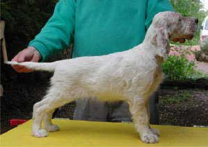 Tri Color English Setter Puppies