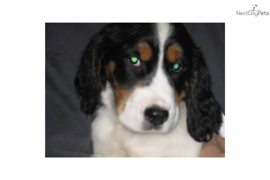 Tri Colored English Springer Spaniel Puppies