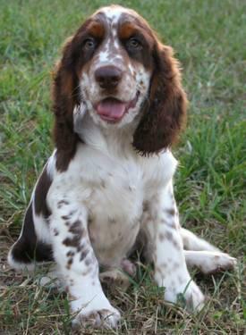 Tri Colored English Springer Spaniel Puppies