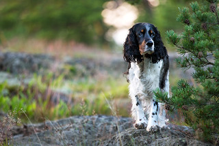 Tri Colored English Springer Spaniel Puppies