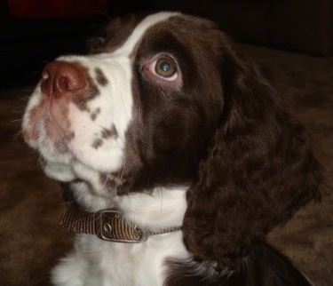 Tri Colored English Springer Spaniel Puppies