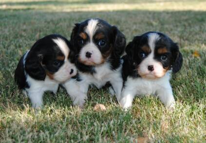 Tri Colored English Springer Spaniel Puppies