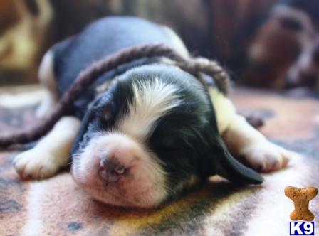 Tri Colored English Springer Spaniel Puppies