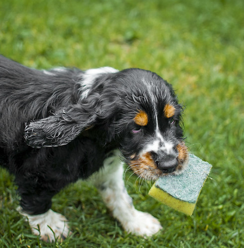 Tri Colored English Springer Spaniel Puppies