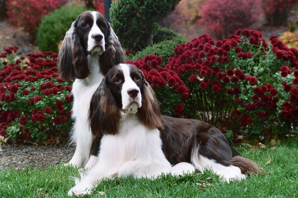 Tri Colored English Springer Spaniel Puppies