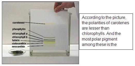 Types Of Adsorption Chromatography