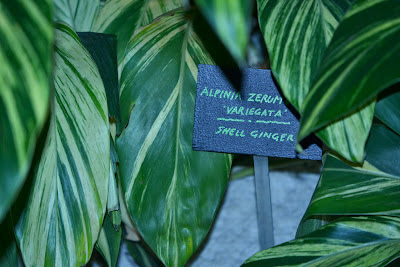 Variegated Society Garlic Plants