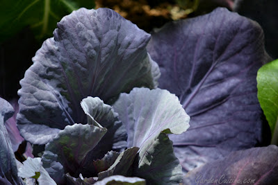 Variegated Society Garlic Plants