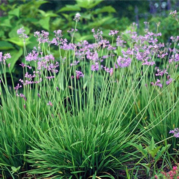 Variegated Society Garlic Plants