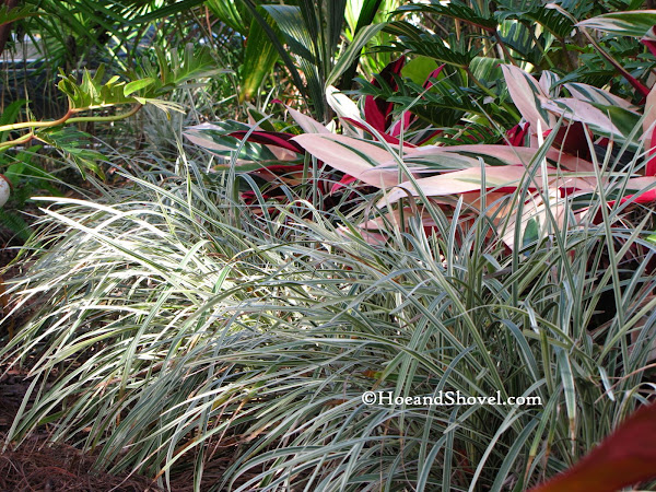 Variegated Society Garlic Plants