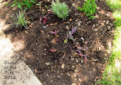 Variegated Society Garlic Plants